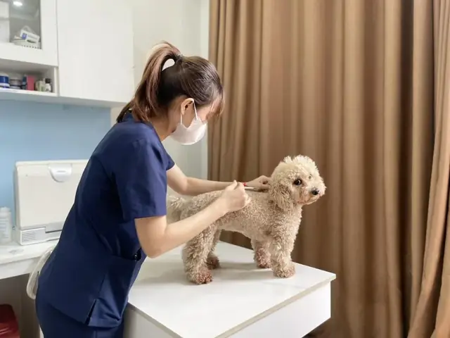 Mẹo Vặt Quản Lý Hành Vi Lạ Của Chó