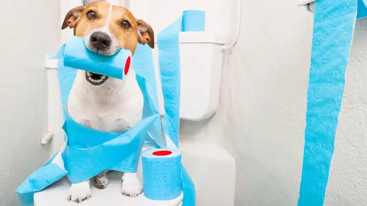 Chó Đi Theo Chủ Vào Nhà Vệ Sinh