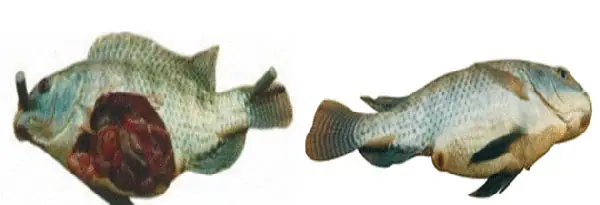Giải Phẫu Cá Rô Phi Giải Phẫu Cá Rô Phi
