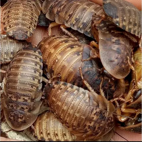 Bảo Quản Gián Dubia Đúng Cách Để Duy Trì Chất Lượng