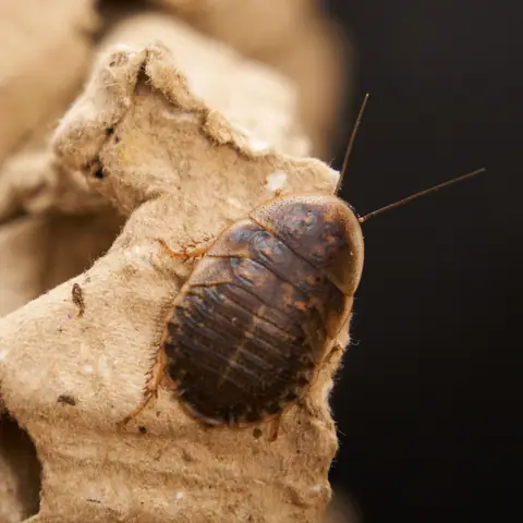 Phòng Ngừa Dịch Bệnh Khi Nuôi Gián Dubia