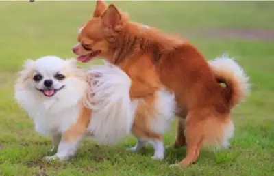 Có Nên Giao Phối Cận Huyết Ở Chó Mèo? Những Lợi Ích Và Rủi Ro