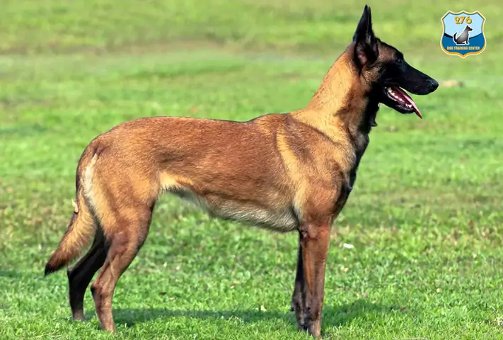 Chi Phí Huấn Luyện Malinois Là Bao Nhiêu?