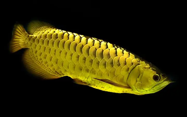 Giấy Khai Sinh Cá Rồng: Hướng Dẫn Chi Tiết Cách Làm, Thủ Tục Và Lưu Ý Quan Trọng