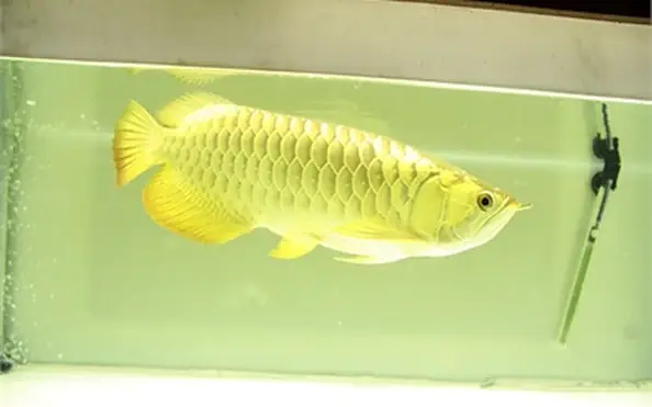 Giấy Khai Sinh Cá Rồng: Hướng Dẫn Chi Tiết Cách Làm, Thủ Tục Và Lưu Ý Quan Trọng