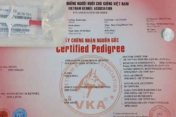 Mẫu Giấy Vka Cho Mèo Và Chó