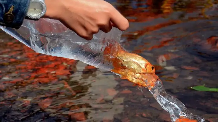 Thả Cá Chép Đưa Ông Táo Về Trời Mấy Giờ?