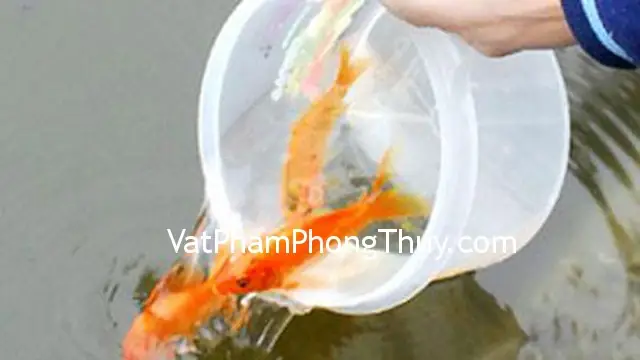 Giờ Đẹp Thả Cá Táo Quân: Hướng Dẫn Chi Tiết & Khoa Học Từ Hanoi Zoo