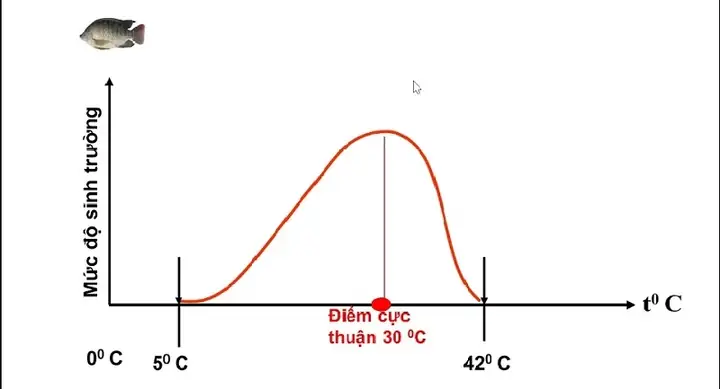 Giới Hạn Nhiệt Độ Của Cá Rô Phi Là Bao Nhiêu?