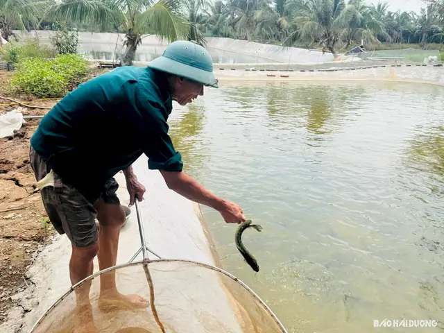 Nông Dân Hải Dương Thắng Lớn Với Giống Cá Chuối Hoa