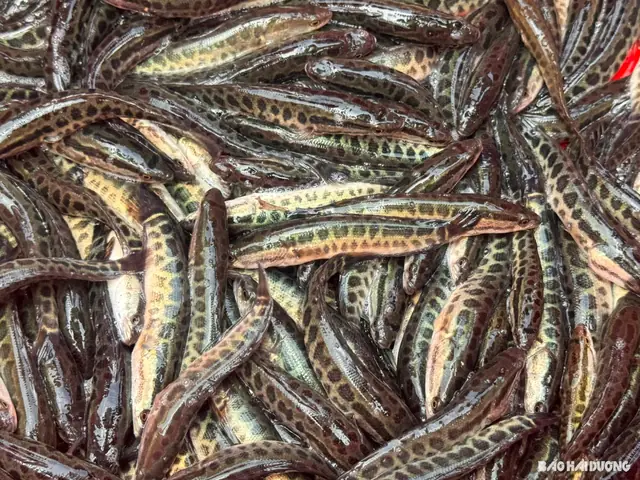 Nông Dân Hải Dương Thắng Lớn Với Giống Cá Chuối Hoa