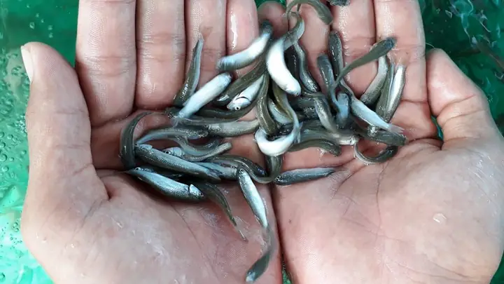 Chuẩn Bị Môi Trường Nuôi Cá Đối Mục