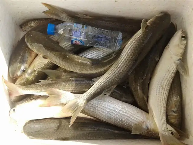 Cá Đối Mục - Loại Cá Xưa Ít Người Biết Nay Thành Đặc Sản Cao Cấp