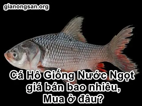 Cá Hô Nước Ngọt Là Gì