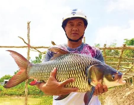 Cá Hô Nước Ngọt: Đặc Điểm, Nơi Mua Giống & Hướng Dẫn Chọn Cá Tươi