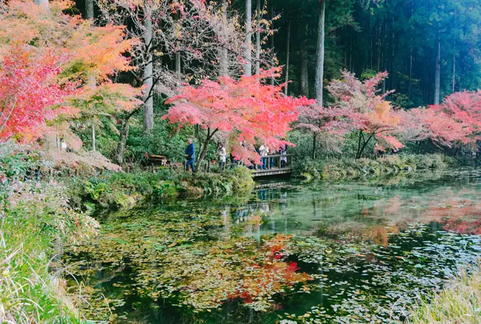 Ao Cá Koi Ở Nhật Bản Bỗng Hút Khách Nhờ Giống Hệt Tranh Monet