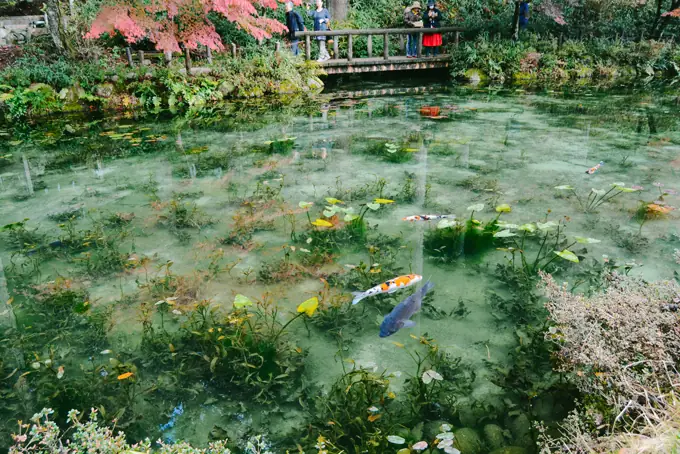 Ao Cá Koi Ở Nhật Bản Bỗng Hút Khách Nhờ Giống Hệt Tranh Monet