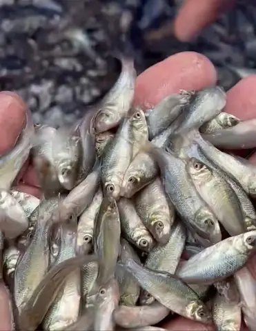 Cá Mè Hôi Giống - Trại Cá Giống Nước Ngọt Quang Nguyên Cá Mè Hôi Giống - Trại Cá Giống Nước Ngọt Quang Nguyên