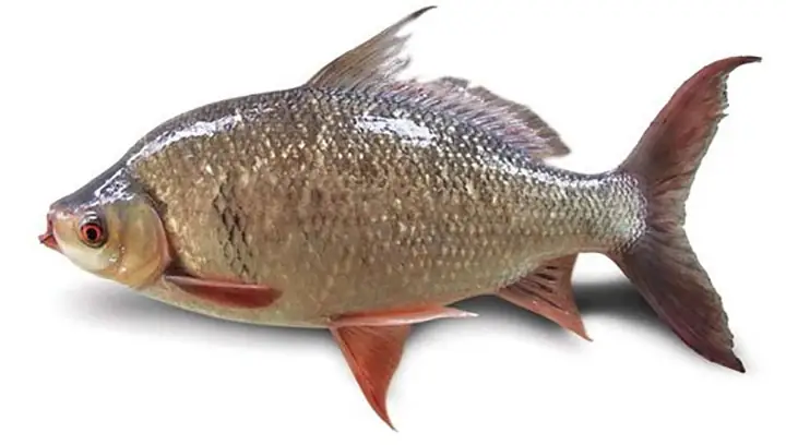 An Giang: Hiệu Quả Mô Hình Nuôi Cá Mè Hôi Trong Ao Đất – Tạp Chí ... An Giang: Hiệu Quả Mô Hình Nuôi Cá Mè Hôi Trong Ao Đất – Tạp Chí ...