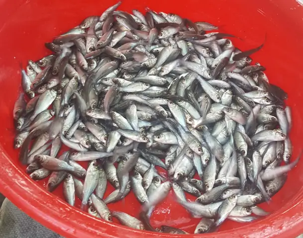 Cá Mè Hôi Giống Khỏe, Đã Được Phòng Bệnh Đầy Đủ Cá Mè Hôi Giống Khỏe, Đã Được Phòng Bệnh Đầy Đủ