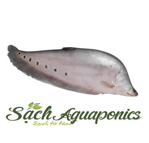 Giống Cá Nàng Hai: Bí Mật Nuôi Cá Thác Lác Cườm Hiệu Quả Cho Người Mới Bắt Đầu