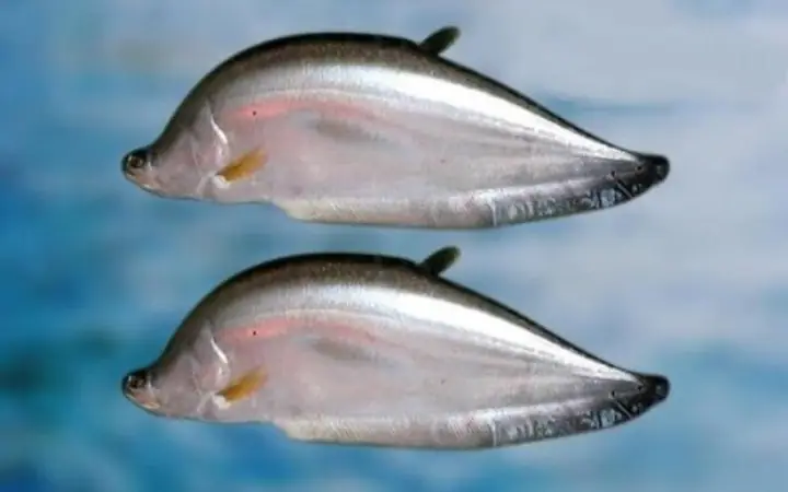 Cách Chọn Mua Cá Thác Lác Nguyên Con