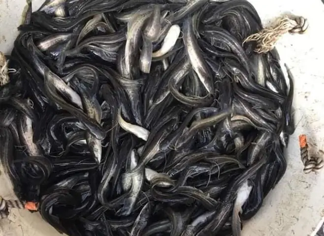 Phân Tích Chuyên Sâu Về Giống Cá Nheo Mỹ: Đặc Điểm, Tiềm Năng Và Thách Thức Trong Nuôi Trồng Thủy Sản