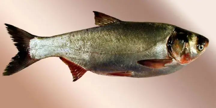 Những Giống Cá Nước Ngọt Kinh Tế Cao Phổ Biến Và Tiềm Năng