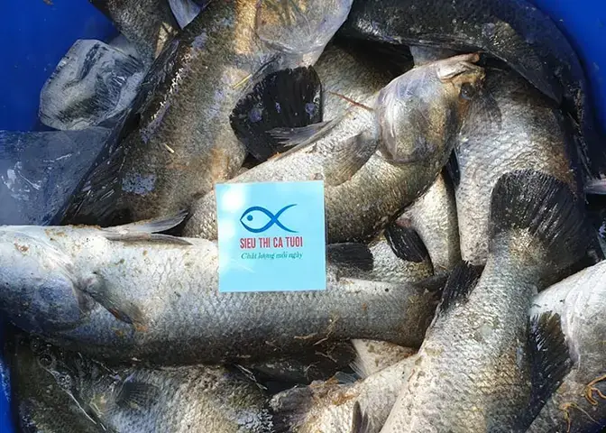 Các Nguồn Mua Giống Cá Vược Phổ Biến Hiện Nay