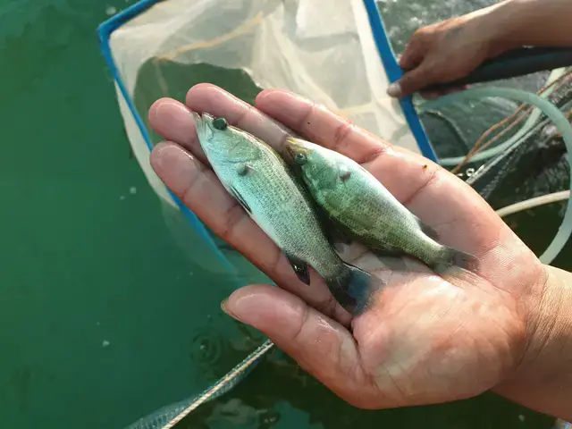 Tiêu Chí Đánh Giá Chất Lượng Giống Cá Vược