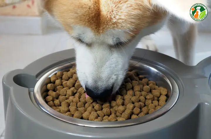 Chế Độ Dinh Dưỡng Cho Chó Akita Inu Chế Độ Dinh Dưỡng Cho Chó Akita Inu