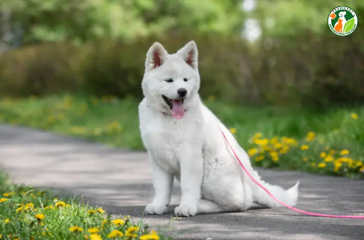 Đặc Điểm Ngoại Hình Của Chó Akita Inu Đặc Điểm Ngoại Hình Của Chó Akita Inu