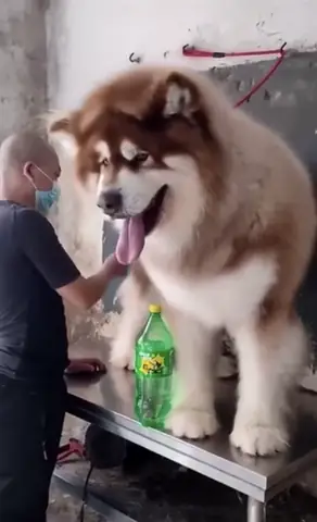 Giống Chó Alaska Khổng Lồ Giống Chó Alaska Khổng Lồ