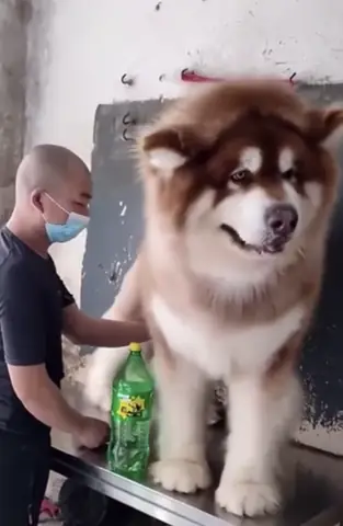 Giống Chó Alaska Khổng Lồ Giống Chó Alaska Khổng Lồ