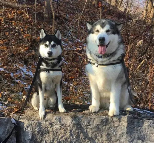 Cảm Giác Có Một Chú Chó Siêu To Khổng Lồ Trong Nhà, Đi Đâu Cũng Kè Kè Bên Cạnh Khiến Nhiều Người Thích Thú Vô Cùng. Cảm Giác Có Một Chú Chó Siêu To Khổng Lồ Trong Nhà, Đi Đâu Cũng Kè Kè Bên Cạnh Khiến Nhiều Người Thích Thú Vô Cùng.