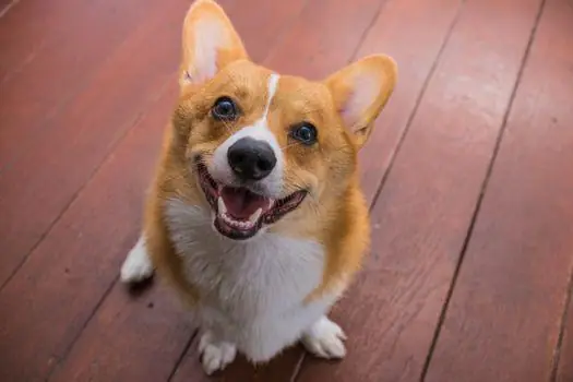 Nguồn Gốc Của Giống Chó Chân Ngắn Corgi Nguồn Gốc Của Giống Chó Chân Ngắn Corgi