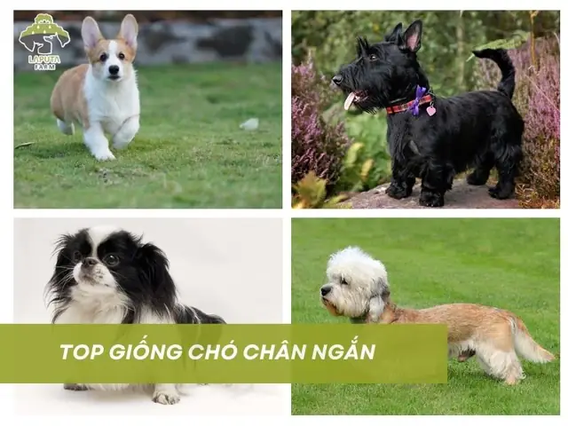 Giống Chó Chân Ngắn Giống Chó Chân Ngắn
