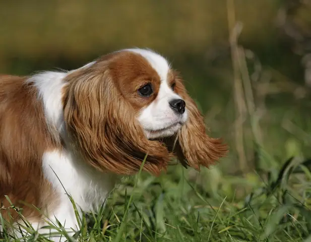 Giống Chó Đức Tai Dài