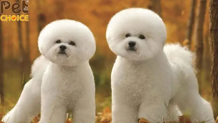 Chó Bichon Frise