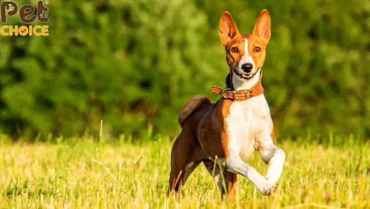 Chó Basenji