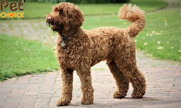 Chó Labradoodle