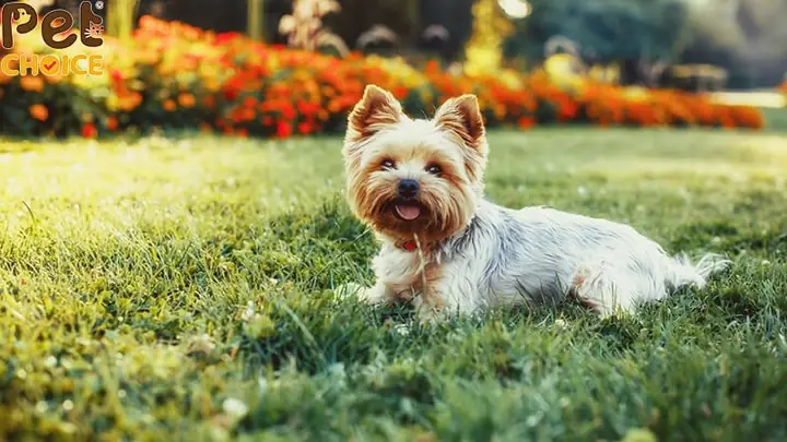 Chó Yorkshire Terrier (yorkie)