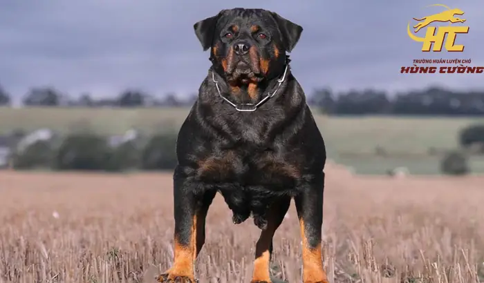 Rottweiler