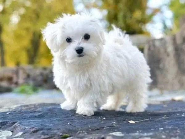 Maltese
