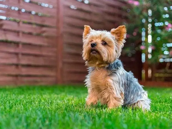 Yorkshire Terrier