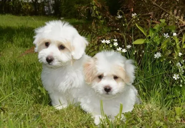 16. Coton De Tulear