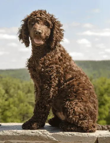 17. Irish Water Spaniel
