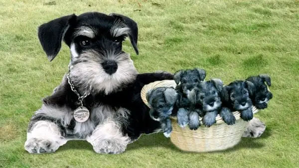 Miniature Schnauzer