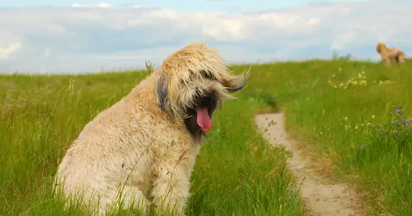 20. Soft Coated Wheaten Terrier