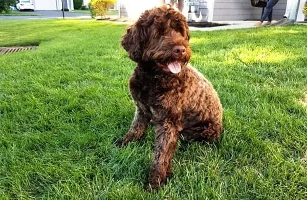 Portuguese Water Dog